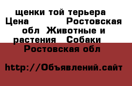 щенки той терьера › Цена ­ 7 000 - Ростовская обл. Животные и растения » Собаки   . Ростовская обл.